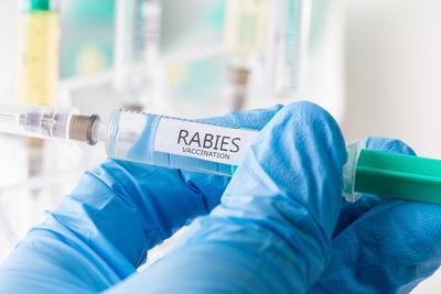 Testy na myszach wykazały, że szczepionka wzmocniona białkiem BAFF wyraźnie zwiększa szybkość i siłę odpowiedzi przeciwciał przeciw wściekliźnie.