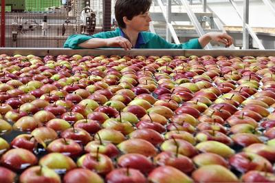 CENA OZNACZA POPYT: Koncentrat jabłkowy to jedna z polskich specjalności eksportowych. Jako półprodukt trafiający m.in. do producentów soków, napojów i różnych przetworów owocowo-warzywnych jest towarem globalnym — o jego popularności decyduje cena. Raz mocniej widać na świecie europejski, głównie polski, innym razem chiński.