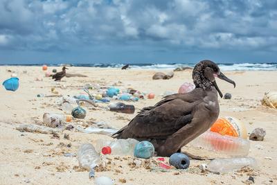 ZASYPANI
PLASTIKIEM: Za największą część plastikowych śmieci na świecie odpowiadają
opakowania. Dlatego grupy ekologiczne domagają się od firm z branży dóbr
konsumpcyjnych, by wzięły odpowiedzialność za nie także po ich zużyciu.