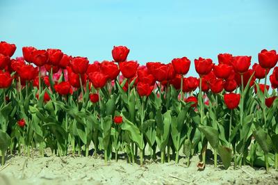 Holenderskie tulipany