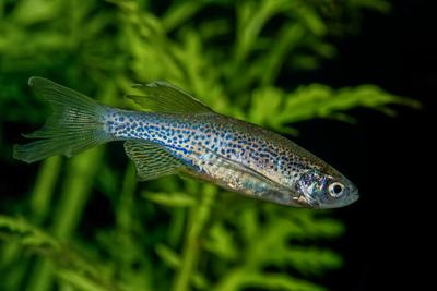 Rybka danio