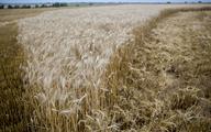 Niemieccy rolnicy mogą stracić większość swoich plonów
