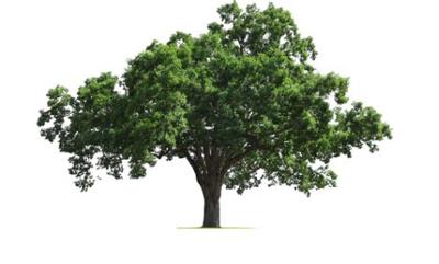 fot. Istock