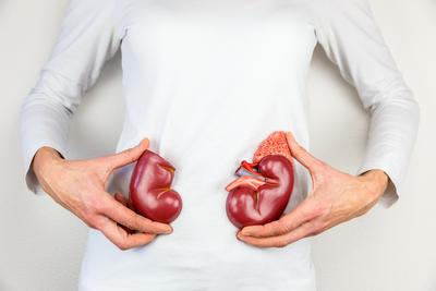 Najczęściej przeszczepianym organem jest nerka. Transplantologia jest nie tylko skuteczną metodą leczenia, ale także tańszą.