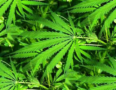 Marihuana