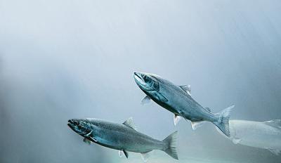 FOT. iStock)