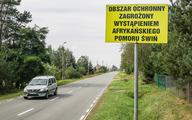 Producenci świń wstrzymują oddech przez belgijskie dziki