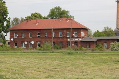 NAJPIERW DRZEWO: