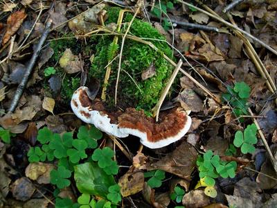 Grzyb Heterobasidion annosum - korzeniowiec sosnowy