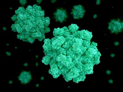 Norowirus