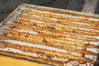 Właściwości propolisu Propolis to mieszanina żywicy drzew i krzewów oraz wydzielin gruczołów pszczelich o charakterystycznym balsamicznym zapachu i smaku. Służy pszczołom do zalepiania szpar i zabezpieczenia wlotu ula przed wtargnięciem drobnoustrojów.