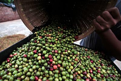 Pracownik plantacji w Tanggamus, Indonezja, przesypuje świeżo zebrane ziarna (FOT. Bloomberg)