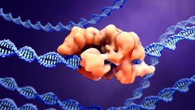 Dzięki metodzie CRISPR/Cas9 można zmienić kod genetyczny w kilka tygodni.
