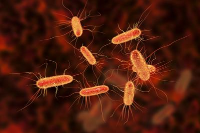 Bakteria Escherichia coli