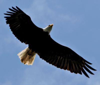 Kołujący orzeł, sfotografowany w USA. Fot. Bloomberg.