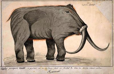 Mamut /Mammuth, Elephas primigenius, das russische Mamut/ (Adams/Blumenbach 1808)