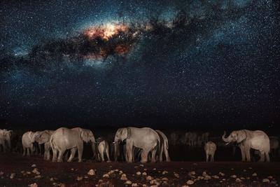 Słonie, safari