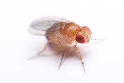 Muszka owocówka Drosophila