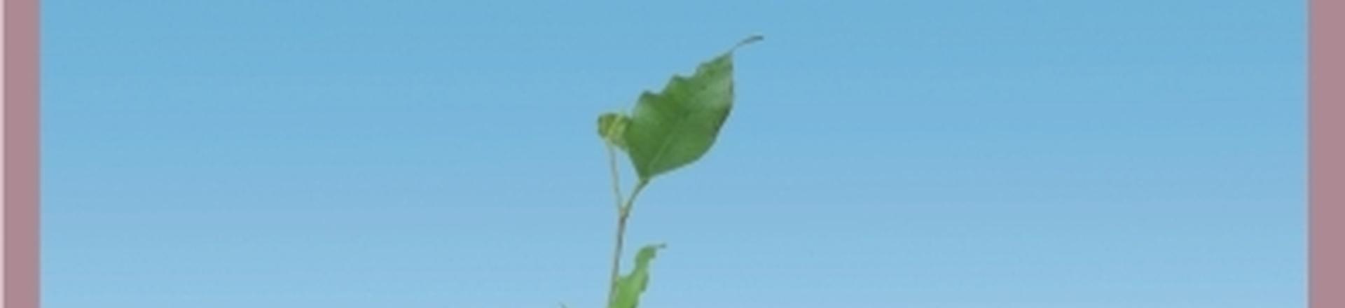 GOSPODARKA ODPADAMI