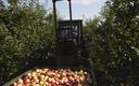 Ekspert: dzięki embargu może poprawić się jakość polskich jabłek